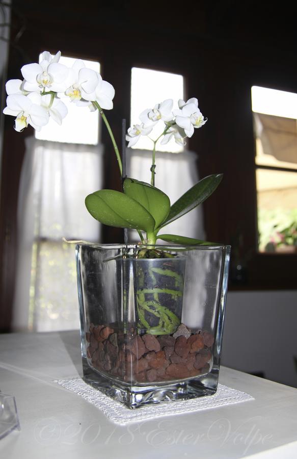 Bed & Breakfast Ca' Di Vissai Arnasco Exteriér fotografie